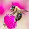elle_bee73